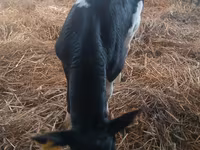 ثور, Simmental cattle — الصورة 3