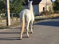 Kobyła, Konie — zdjęcie 5