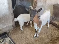 Bode, Dutch Landrace goats — foto 3