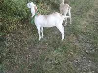 Echki, Nubian Goat — 5-rasm