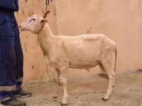 Ovan, East Friesian Dairy sheep — fotografija 2