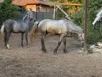Hengst, Pferde — Foto 2
