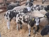 Ovan, Zwartbles sheep — fotografija 2