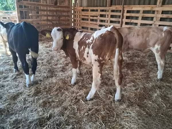 Taureau, Simmental cattle