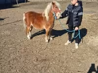 Cavalo, Cavalos — foto 3
