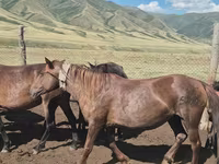 Égua, Cavalos — foto 2