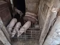 Boar, Pigs — photo 2