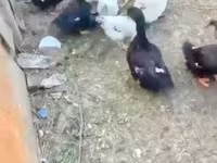 Ducks — الصورة 2