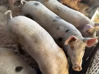 母猪, Pigs — 照片 5