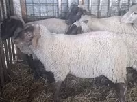 Қой, Ile-de-France sheep — 5-сурет