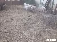 Pigs (batch, sex not specified), Крупная белая — photo 4