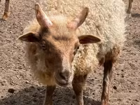 Widder, Racka sheep — Foto 2