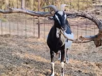 عنزة, Toggenburg goat — الصورة 5
