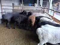 Ovca, Rhon sheep — fotografija 4