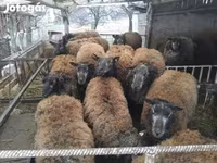 Oveja, Texel sheep — foto 2