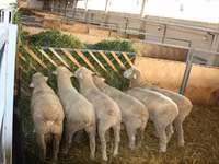 Ovan, Dorset horn sheep — fotografija 4