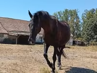 母马, Horses — 照片 4