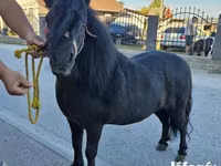 Caballo, Caballos — foto 2