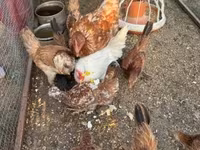 Chickens — photo 3
