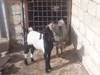 Ziegenbock, Ziegen — Foto 2