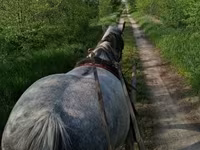 Stute, Friesian — Foto 8