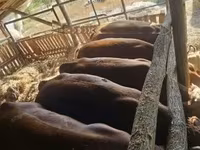 Бұқа, Лимузин сиыры — 2-сурет