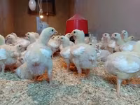 Chickens — zdjęcie 4