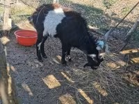 تيس, Pomellata goat — الصورة 2