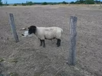 公羊, White Suffolk sheep — 照片 1