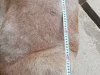Қошқар, Aland sheep — 6-сурет