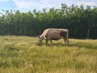 母牛, Cattle — 照片 4