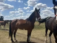Stute, Dutch warmblood horse — Foto 2