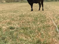 Cow, Swiss cattle — photo 5
