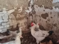 Chickens — zdjęcie 3