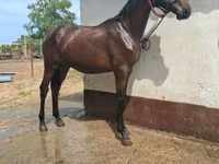 Pastuv, Nonius horse — fotografija 3