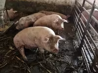 Säue, Schweine — Foto 2