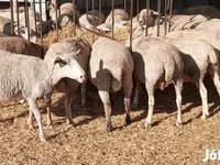 Ovejas (lote, sexo no especificado), Ovejas — foto 4