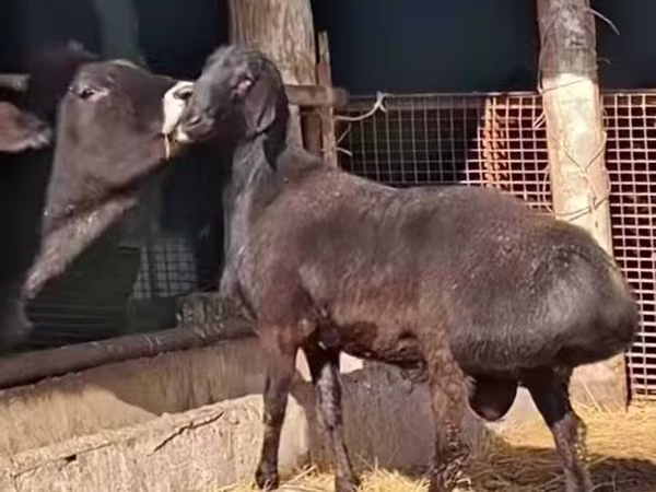 Ram, Sheep