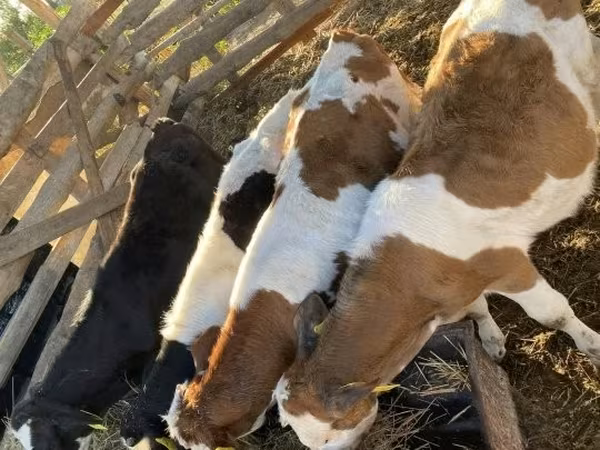 Buqa, Simmental cattle — Vengriya