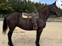 Kobila, Percheron — fotografija 5