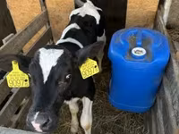 公牛, Holstein breed — 照片 2