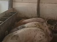 Säue, Schweine — Foto 1