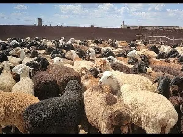 Bélier, Moutons