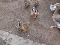 Ducks — fotografija 1