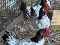 Chickens — फ़ोटो 4