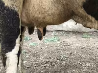 Cow, Russian Black pied cattle — photo 4