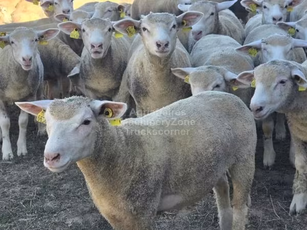 Ovca, Ile-de-France sheep