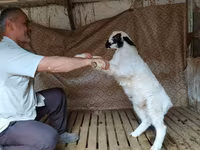 Ovan, Hissar sheep — fotografija 4