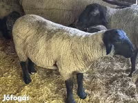 Ram, White Suffolk sheep — photo 5
