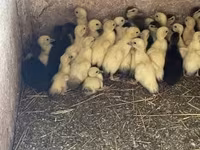Ducks — الصورة 2